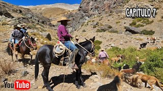 Buscando Vacas en la Cordillera de Putaendo Región de Valparaíso como bajamos el ganado Río Hidalgo