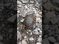 Turtle #outdoors