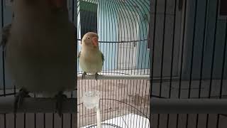 jenis lovebird merdu ini umur 2 bulan