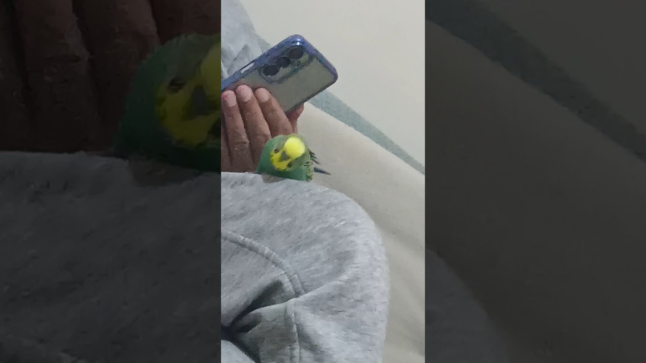 Dans #birds #talkingparot #budgies #dinlendiricisesler #parrot #birdsong #muhabbetkuşu #parakeet