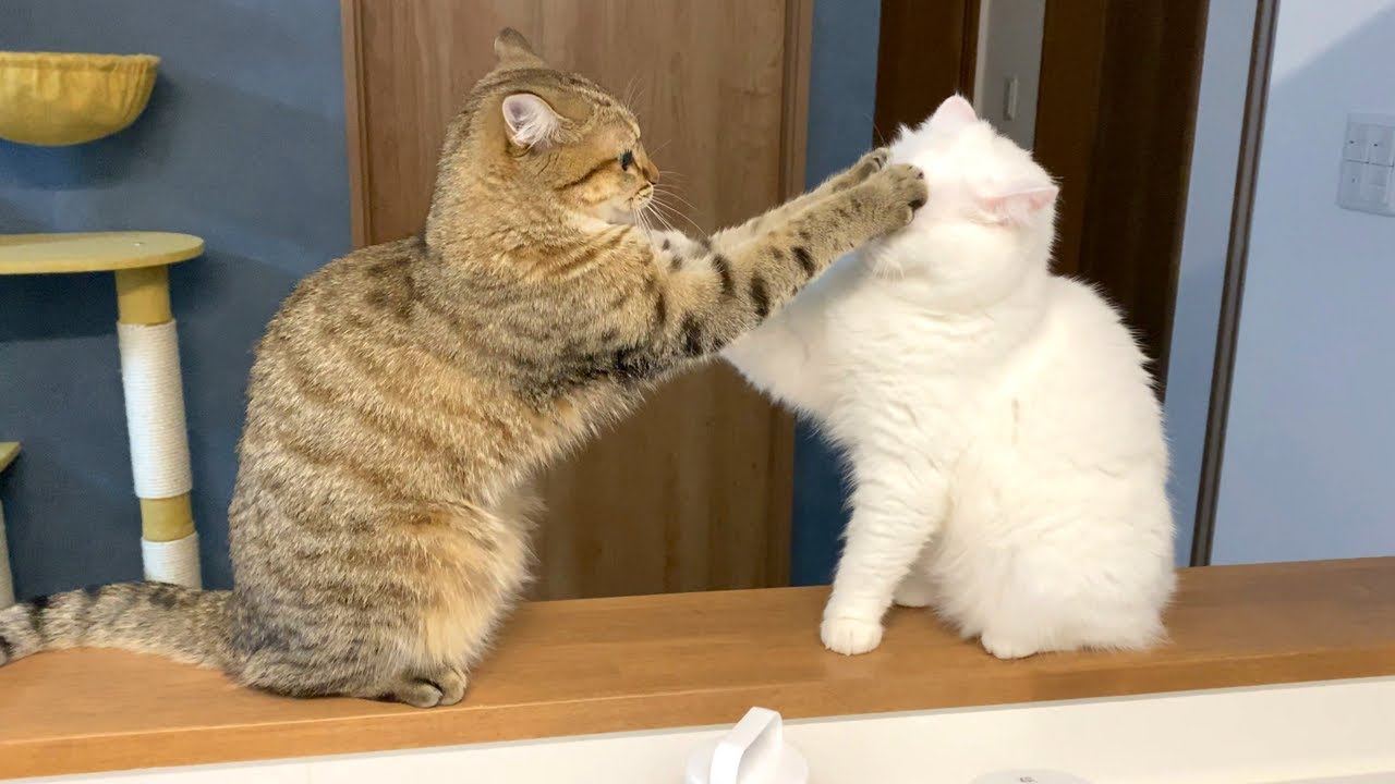ENG) Shima punches Pomu's face! - YouTube