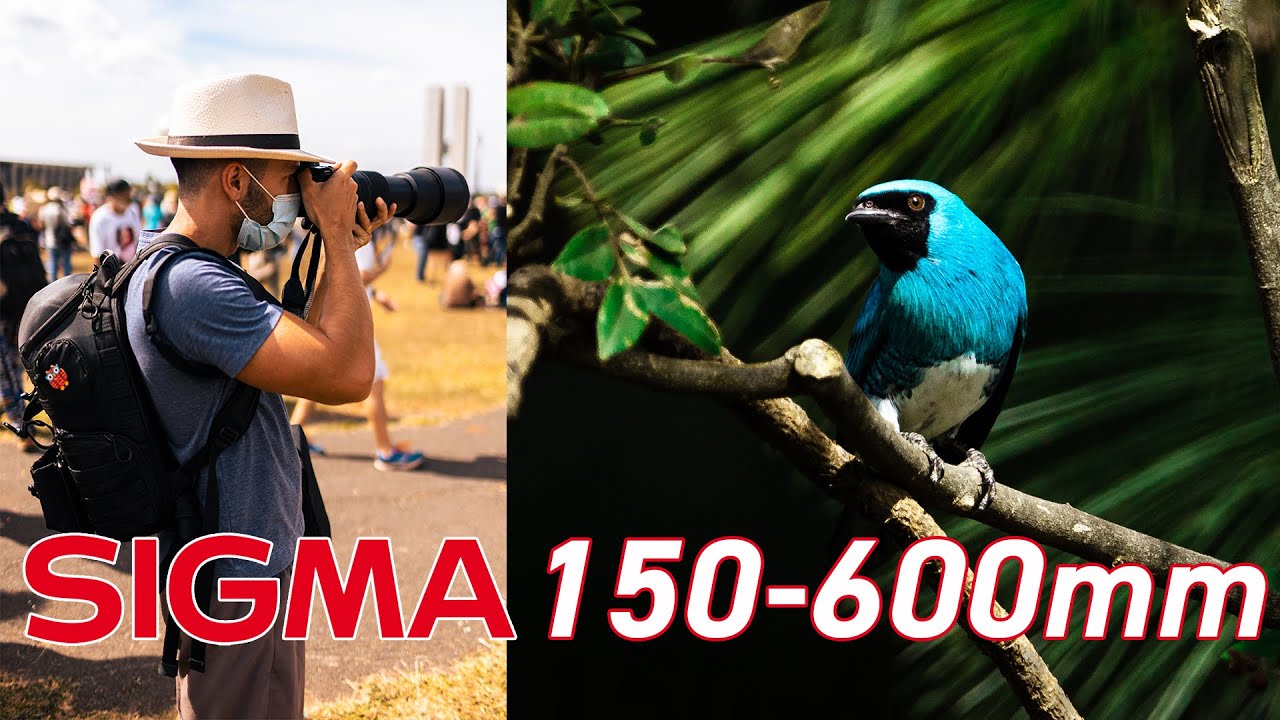 Analysis of the SIGMA 150-600mm Contemporary Lens - An excellent