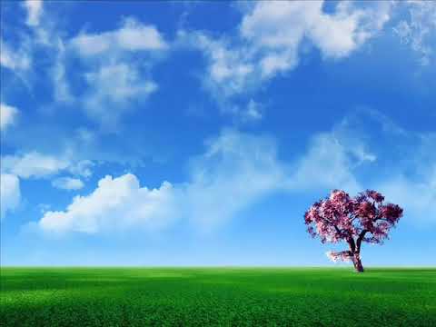ابوبكر الشاطري سورة طه     