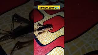 Tamu Malam Jumat  fypviral shortsfeed lucungakak ngakakkocak