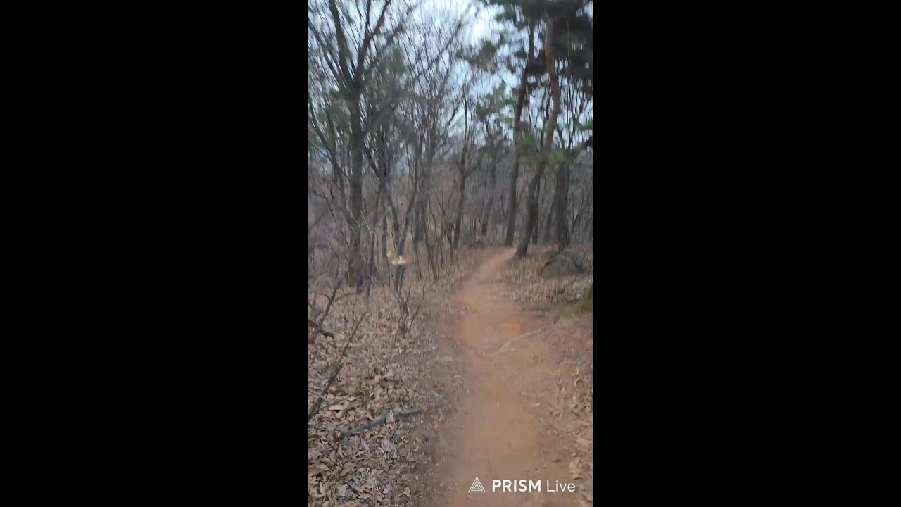 Live 973차 아침맨발산행 in Korea!