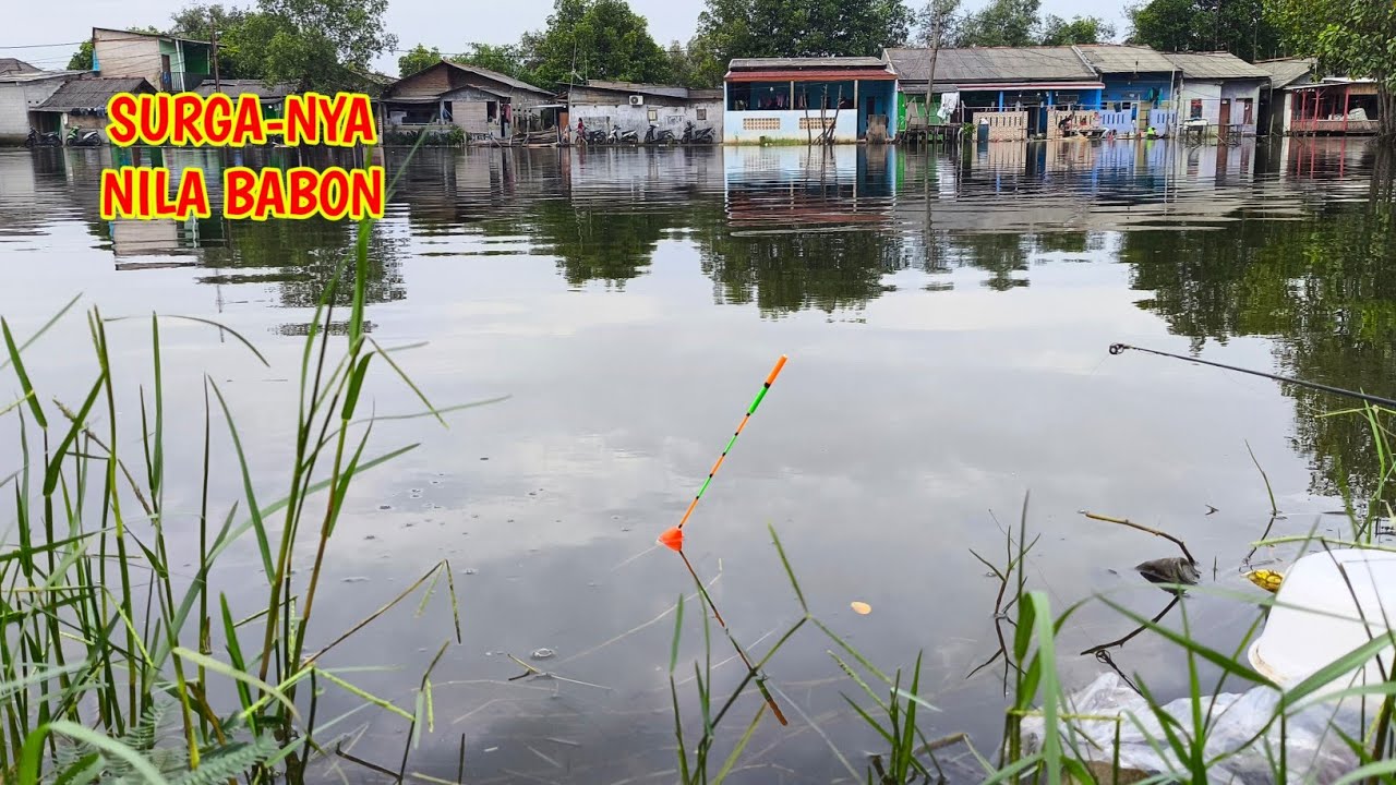 GANASNYA BUKAN MAIN !!! DAPET LOBANG IKAN NILA BABON DI TENGAH SPOT LAGEND  #mancinglobangikannila