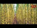     2 المجموعه يا ابو اللبيايش يا قصب