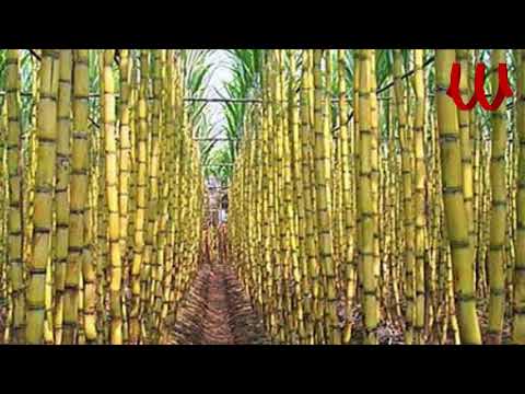     2 المجموعه يا ابو اللبيايش يا قصب