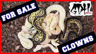 Celebrity THEY'VE ALL SHED! BANANA CLOWNS AND BLITZ BLACKHEADS Profile