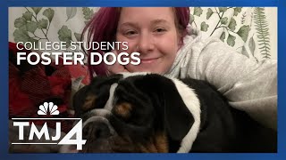 Waukesha County student gets unique opportunity to foster dog