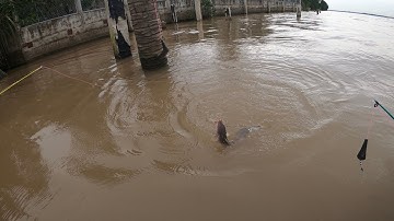 Hôm nay câu trên sông lớn được cá ngát,tôm càng xanh cùng với cá hồng vện luôn quá ngon...