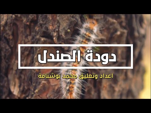 دودة الصندل آفة الصنوبر وغذاء الطيور