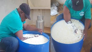 ASÍ CORTA CHICHO LA LECHE PARA HACER QUESO BLANCO. La vida del campo en Rep Dominicana.