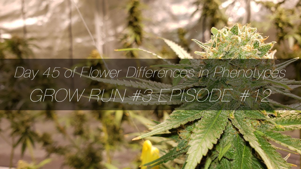 Day 45 of Flower Differences In Phenotypes - GR3 E12