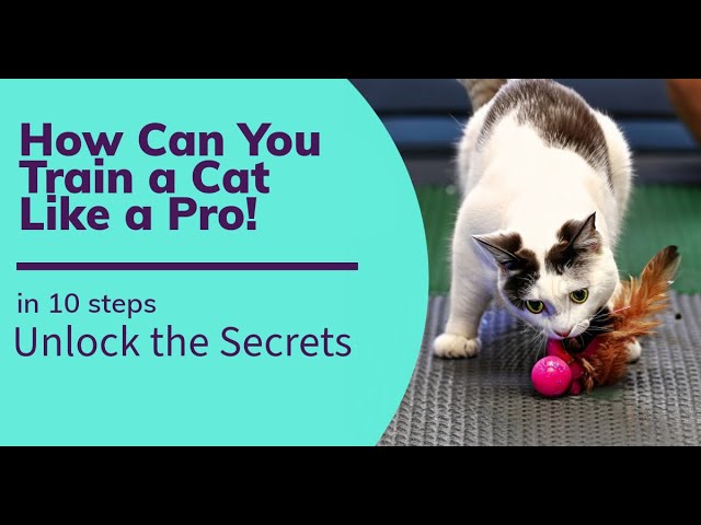 Mastering Kitten Litter Box Training - Tips and Techniques