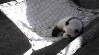 Mei Lan sleeping in the hammock- 2.03.07