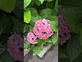 カーネーションとアジサイのコラボ #flowers #ガーデニング #花