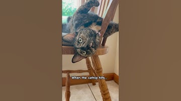 When The Catnip Hits…. | #cat #shorts