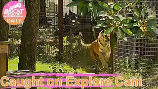 Hey Priya! Guess what? I'm HOME! Dutchess tiger  and Priya tiger at Big Cat Rescue.