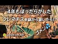 4年もほったらかしたクレマチスを鉢から抜いたら！？