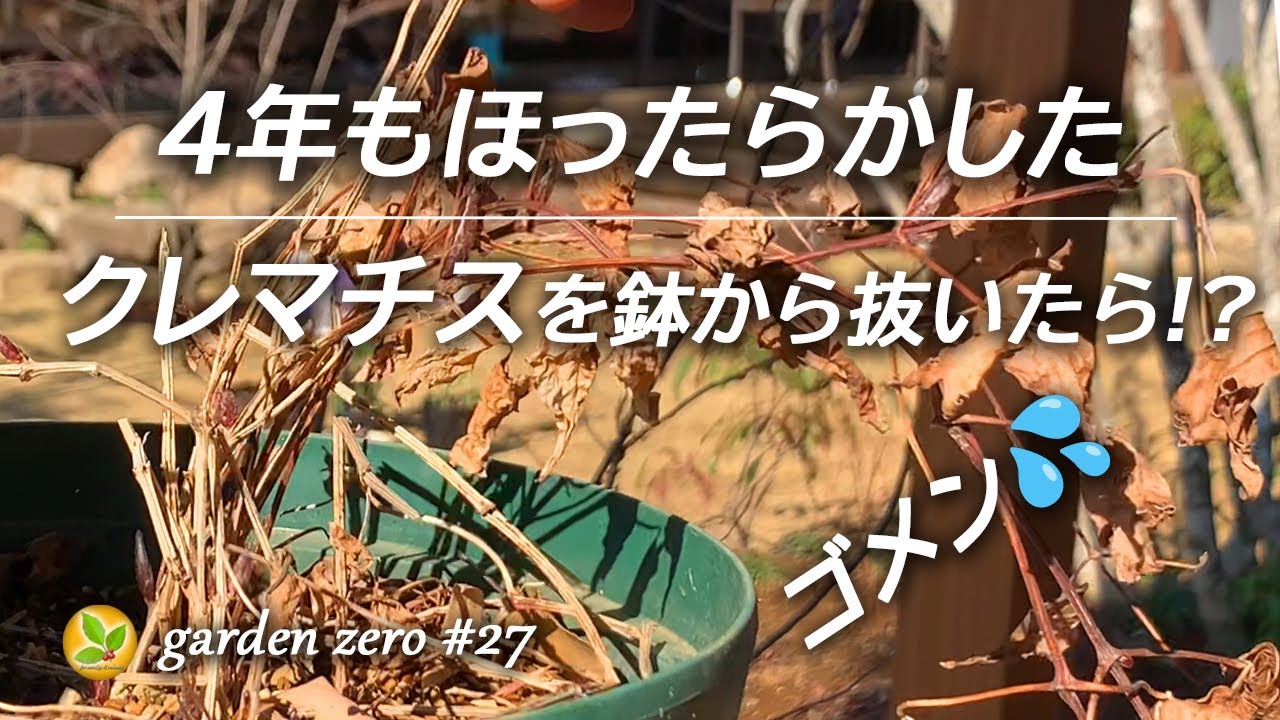 4年もほったらかしたクレマチスを鉢から抜いたら！？