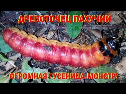 Древоточец пахучий огромная гусеница