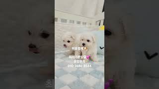 비숑프리제🐶 #비숑 #강아지 #강아지일상 #귀여운강아지  #비숑분양 #비숑입양 #강아지분양 #강아집입양 #bichonfrise
