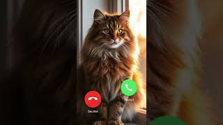Adorable Cat Incoming Call S