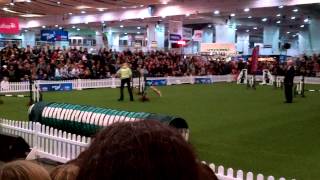 Ritzy Starters Cup Jumping Round Discover Dogs 2013