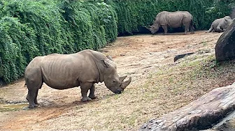 A day at my favorite place, Riverbanks Zoo and Garden. 