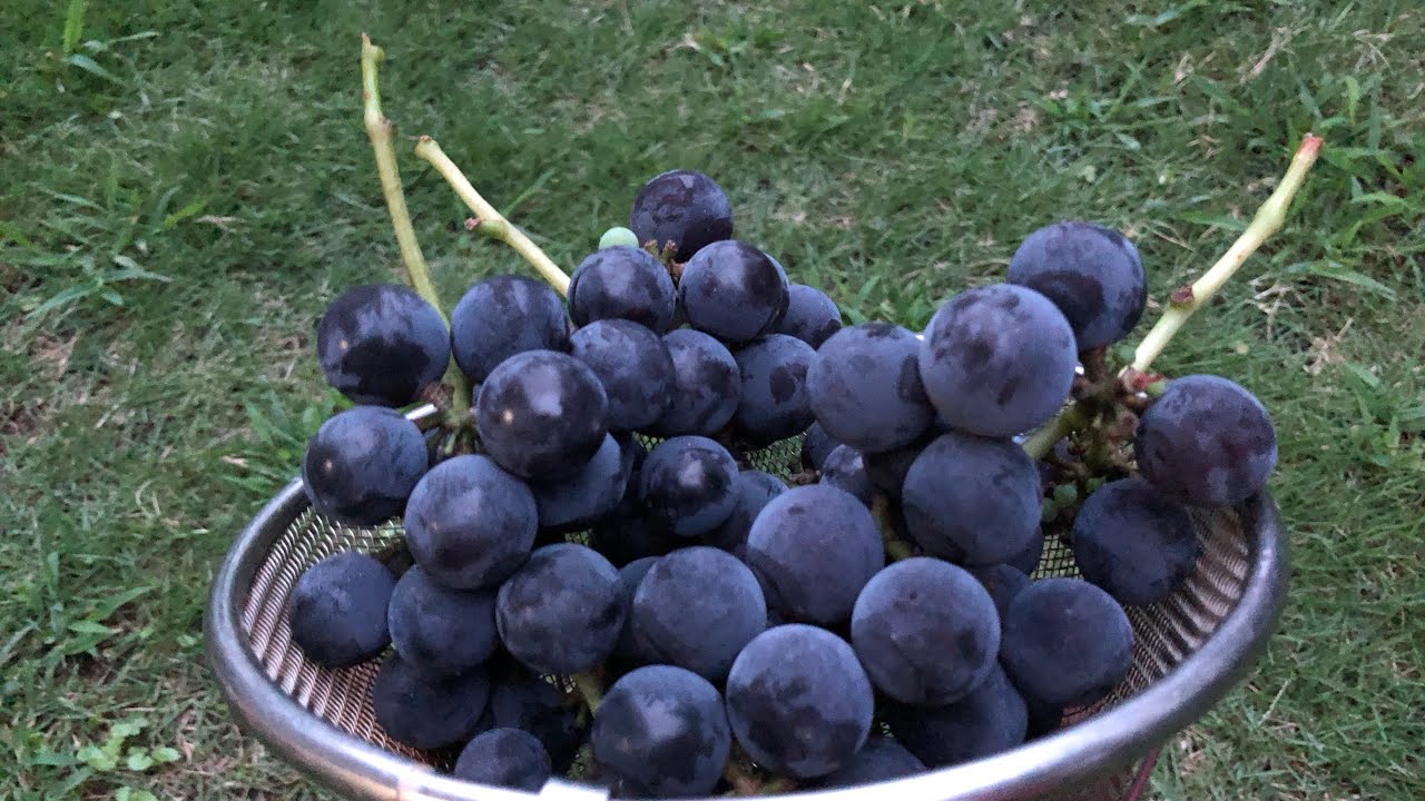 【家庭菜園】　葡萄のハクビシン対策　ペットボトル作戦♪