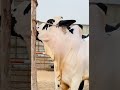 Big beauty fatehjangi bull qurbani 2026 #fatehjangi #dhani #qurbani2026 #cow #desicow #eid #shorts