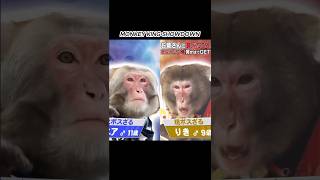 The Ultimate $3,500 Monkey Showdown: Former King vs. Current Champion screenshot 3