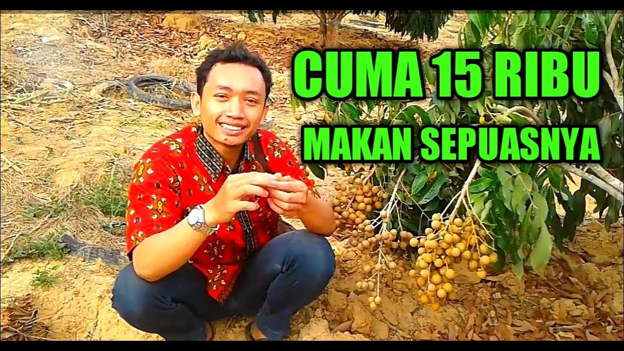 Viral Wisata Petik Kelengkeng Di Tengah Hutan