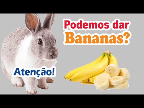 Vídeo: Coelhos podem comer banana?