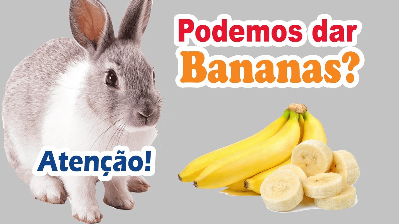 coelho pode comer banana? Pode dar banana para coelho? Faz mal dar ...