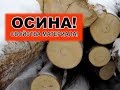 Осина: описание дерева, места произрастания, размножение