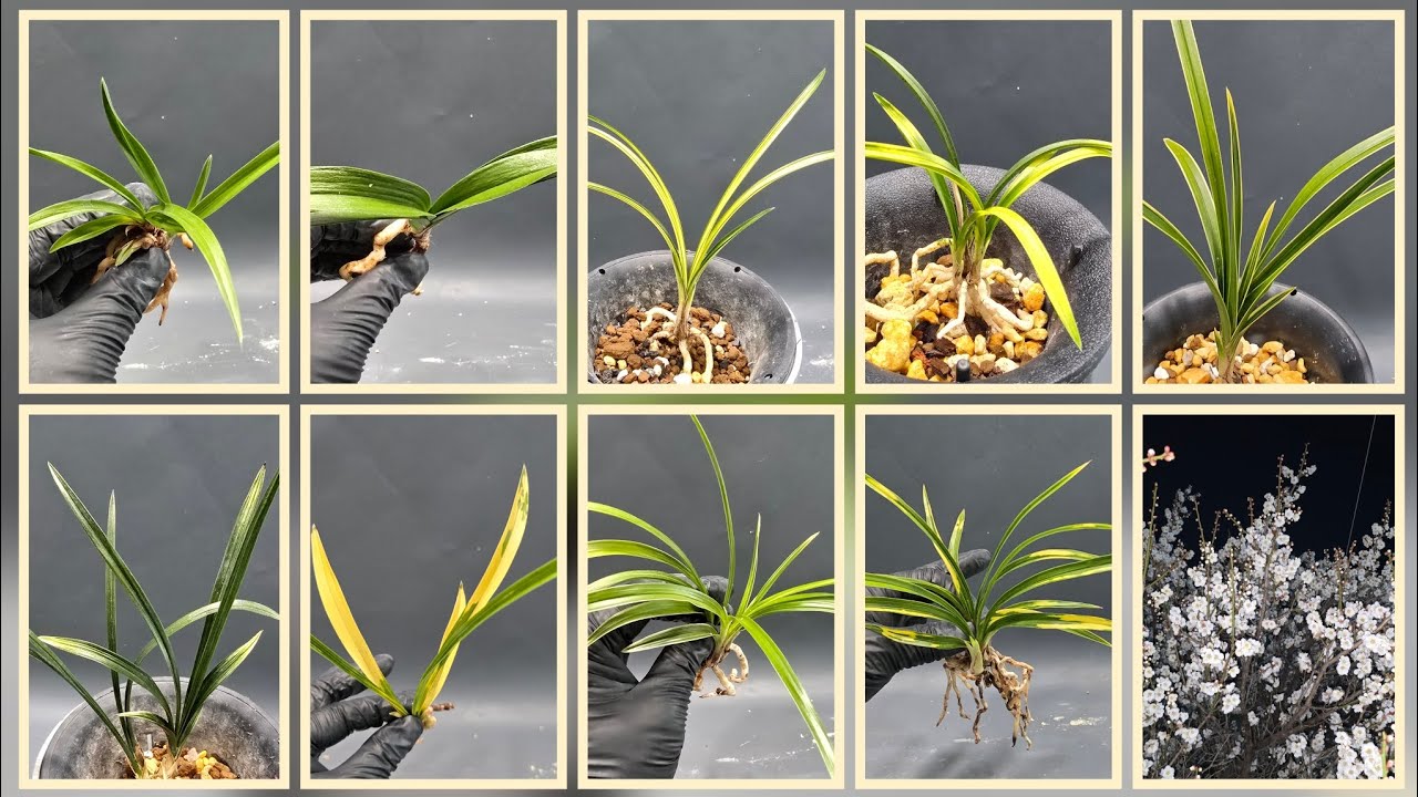 @무시로난초 2026년 3월 9일 월요일 중투호 정일품 복륜 보생지화 산반 입변복륜 서반 중투호 달마 단엽서반 