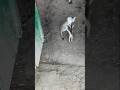 ll cute baby cat loves ll mother loves baby cat ll cute pussy cat ll pet animals ll animals video