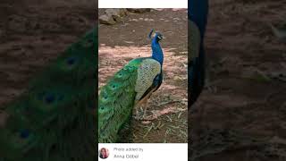 Check out the awesome photos from Anna Gobel ❤️#wildlife #wild #peacock #koala #kangaroo #fun #fyp