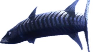 Finding Nemo - The Great Barracuda