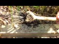 Garlic Harvest & Succession Planting Vegetable Amaranth