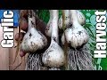Garlic Harvest & Succession Planting Vegetable Amaranth