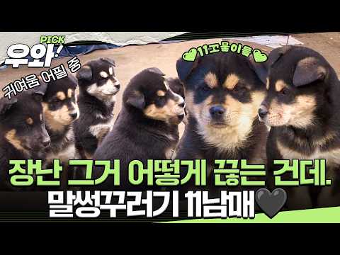 [⭐‍️#우와픽] 사고 치고 귀여움으로 어필해 보는 우리에요..🐶 #TV동물농장 #우와한비디오 #우와비
