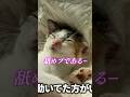 猫カビ感染者、イキり散らかす