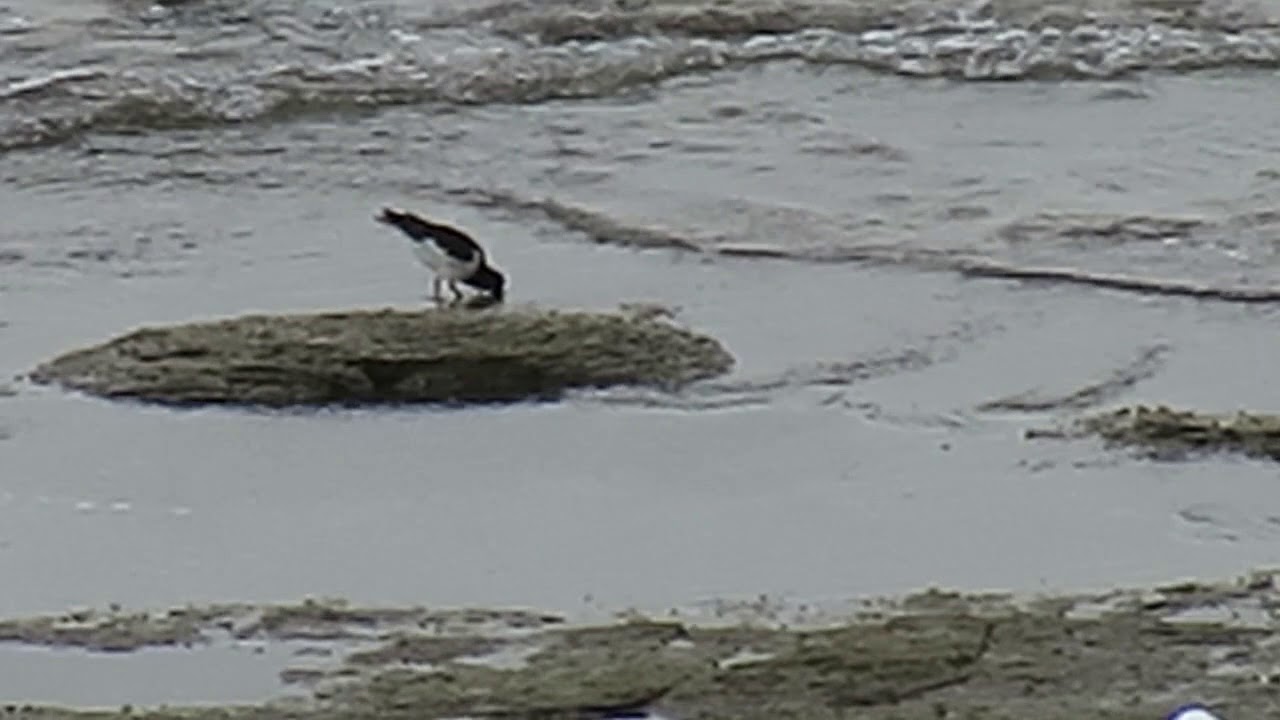 170831#10 Oystercatcher 