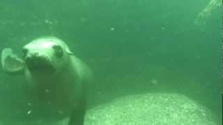 20120408 Los Islotes.mp4