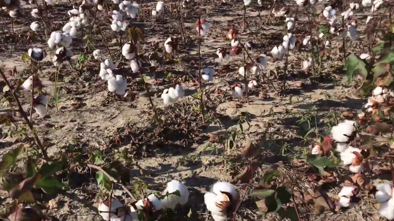 Cotton field in October. South Carolina YouTube