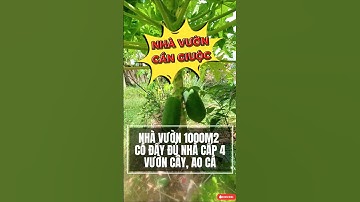 Nhà Vườn Cần Giuộc 1031M2 Có Nhà Cấp 4 Kiên Cố Nhỉnh 2 Tỷ #vantranbds #nhadatcangiuoc #nhavuon