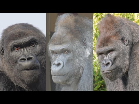 Shabani, Ai, and Kiyomasa Higashiyama Zoo Gorilla 202601 - YouTube